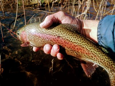 McKenzie River Trout Fishing