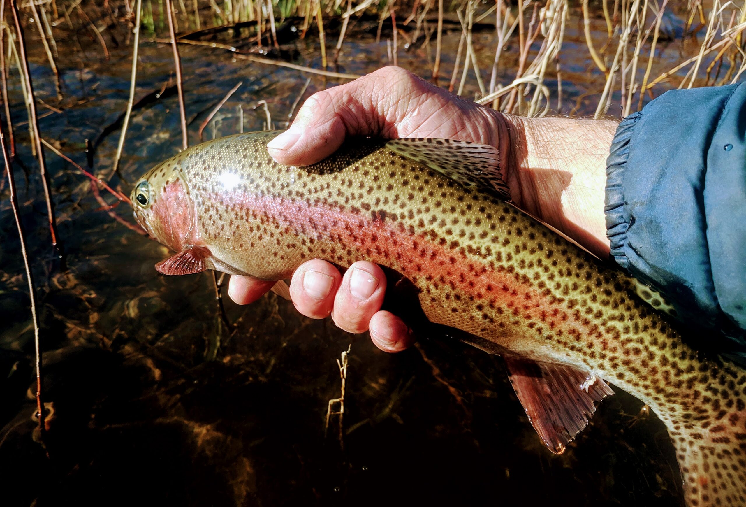 McKenzie River Trout Fishing